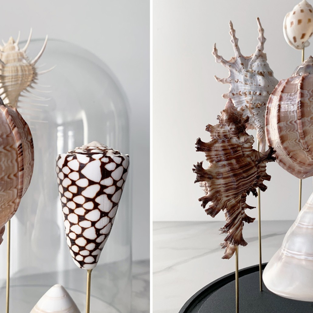 Статуэтка Shell Collection Glass Cloche 2