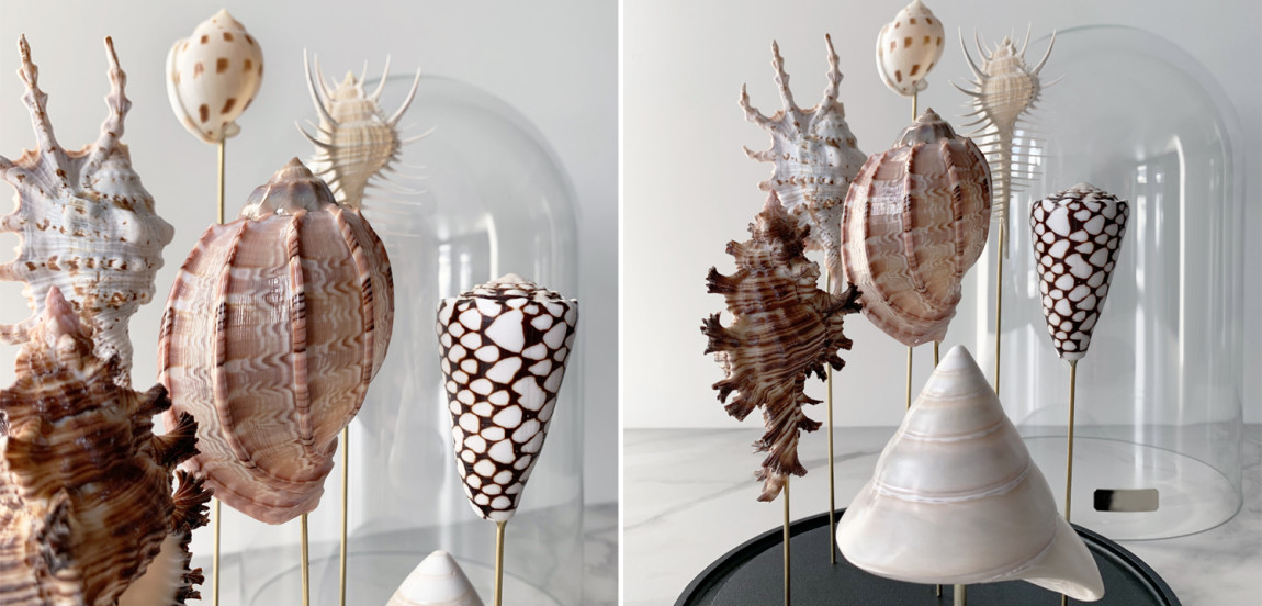 Статуэтка Shell Collection Glass Cloche 2