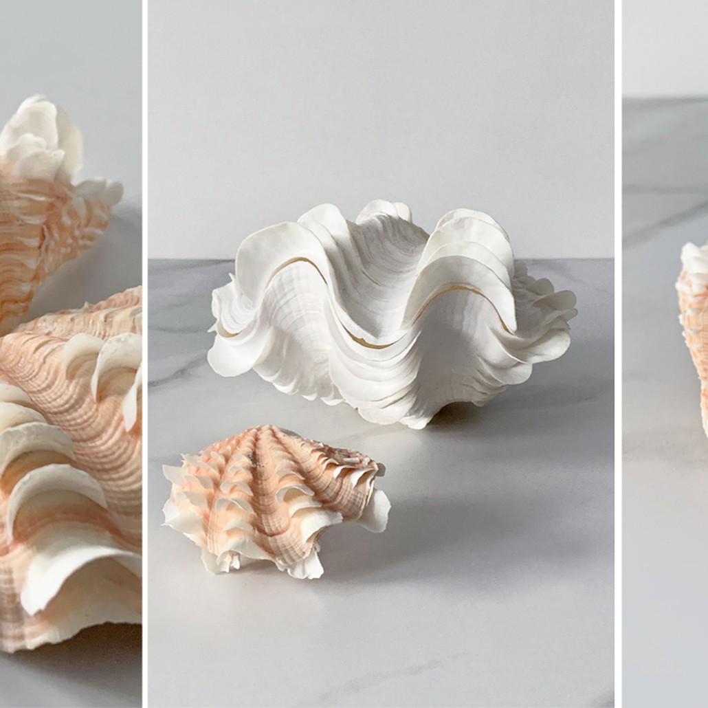 Статуэтка Tridacna Shell XS