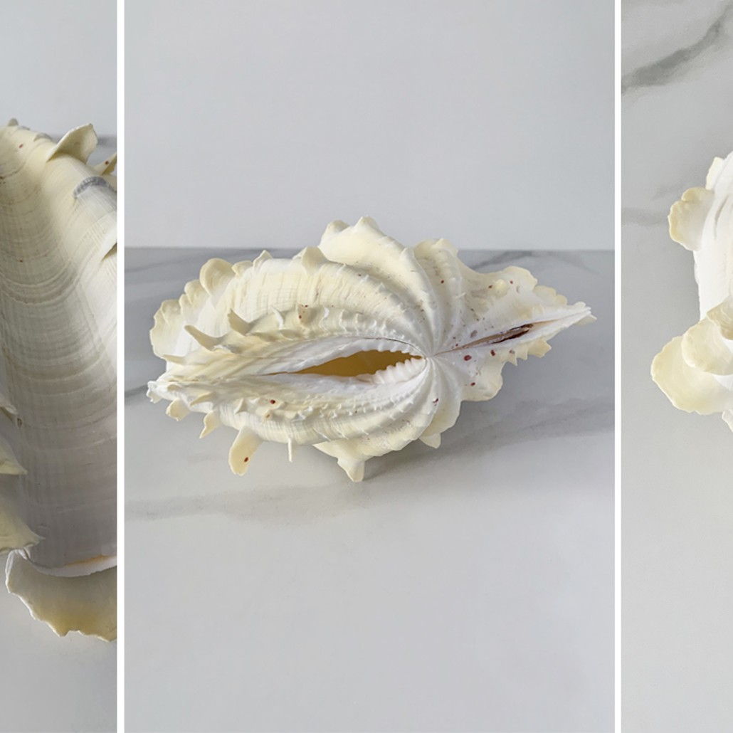 Статуэтка Tridacna Squamosa Shell S