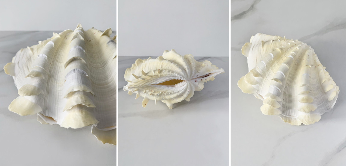 Статуэтка Tridacna Squamosa Shell S