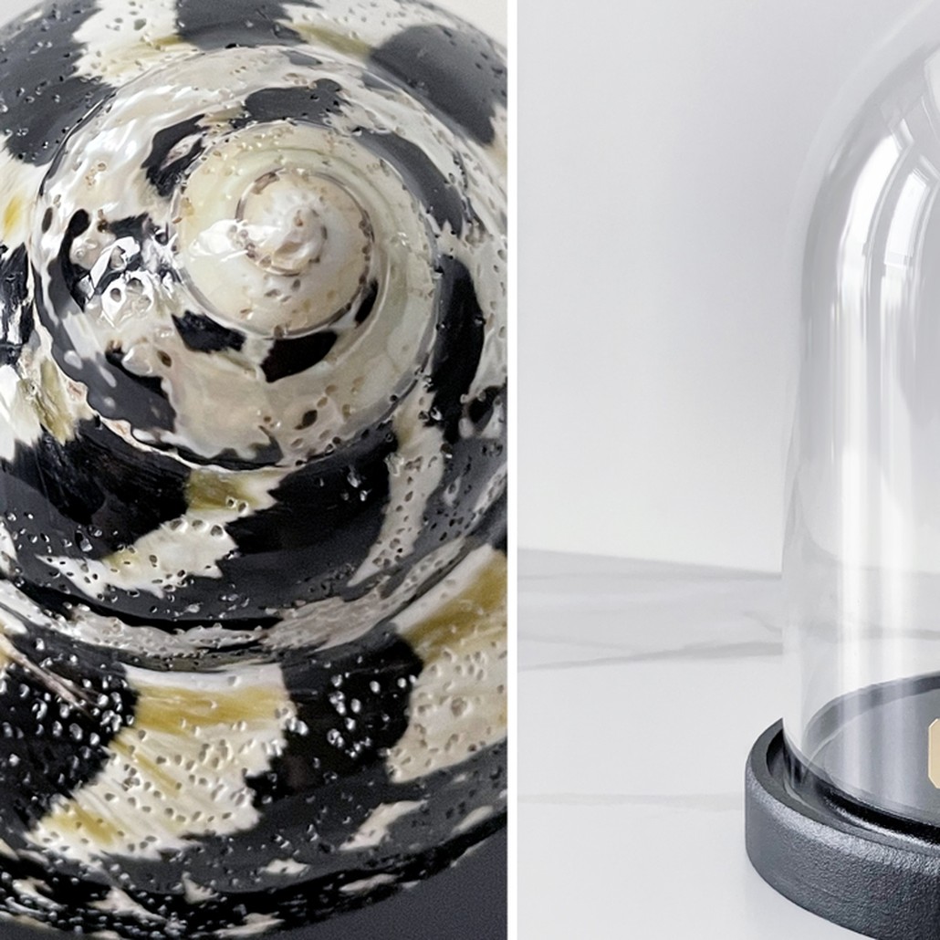 Статуэтка Turbo Cittarium Pica Glass Cloche