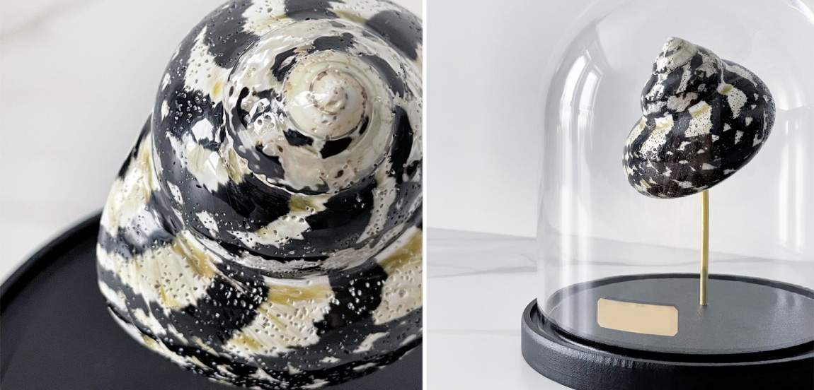 Статуэтка Turbo Cittarium Pica Glass Cloche