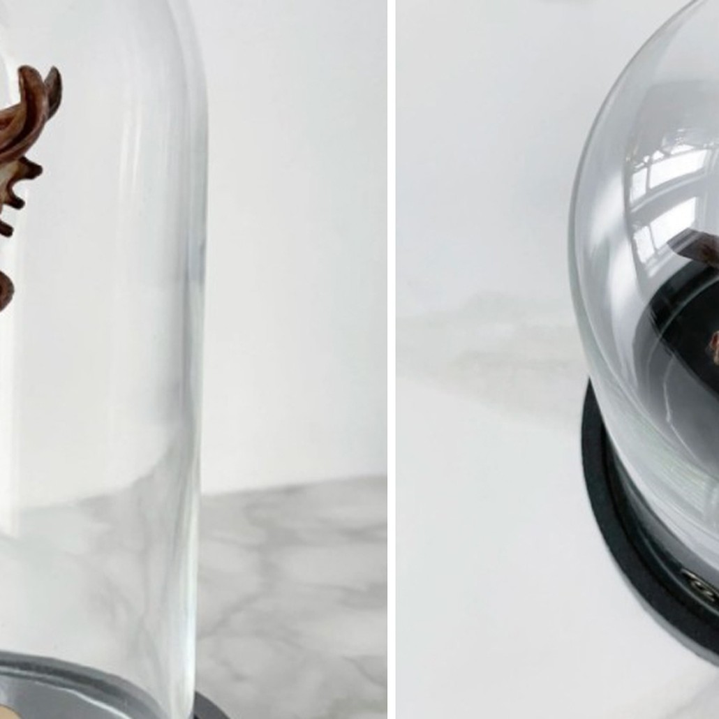 Статуэтка Vasum Tubiferum Glass Cloche
