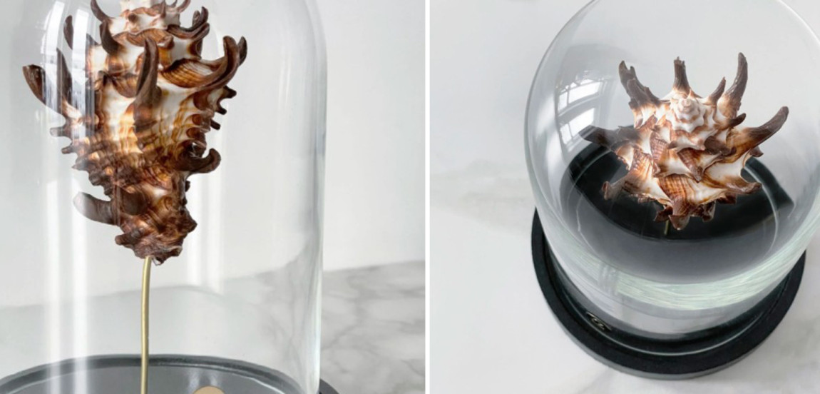 Статуэтка Vasum Tubiferum Glass Cloche