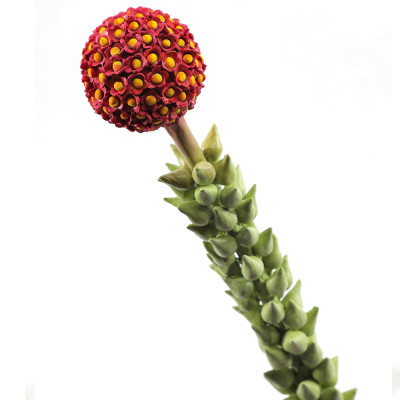 Статуэтка тропический фрукт  Tropical Fruit High Orange