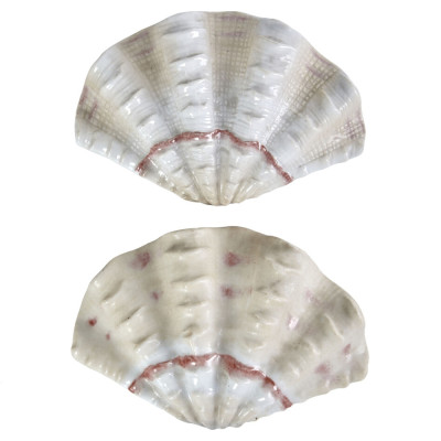 Фигурка из фарфора в виде одной створки ракушки Marine Tridacna
