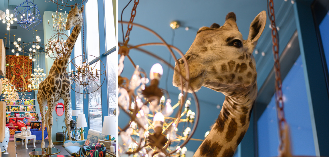 Чучело жирафа Масайский Жираф таксидермия