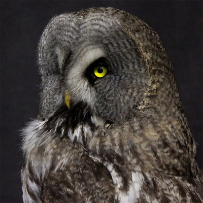 Чучело Совы таксидермия