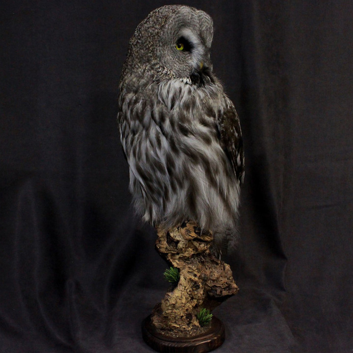 Чучело Совы таксидермия
