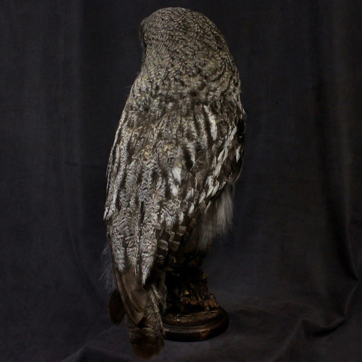 Чучело Совы таксидермия