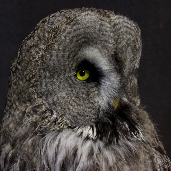 Чучело Совы таксидермия