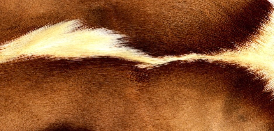 Натуральная шкура антилопы Gemsbok