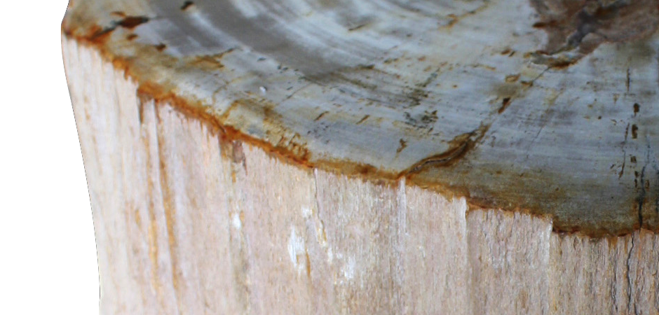 Стул из окаменелого дерева SW1