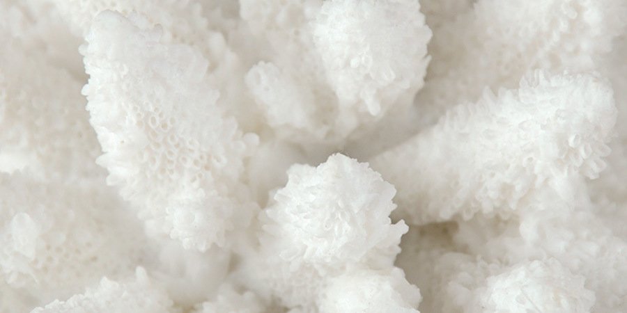 Белый коралл Merulina на подставке