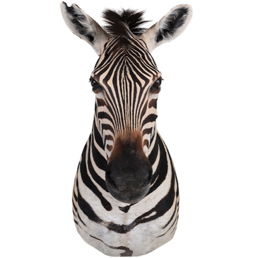 Голова зебры Burchellii Чучело таксидермия ZEBRA SHM RIGHT