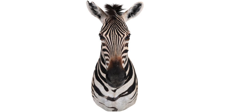 Голова зебры Burchellii Чучело таксидермия ZEBRA SHM RIGHT