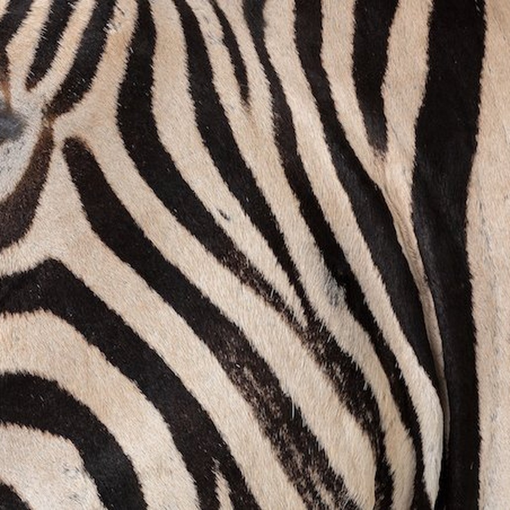 Голова зебры Burchellii Чучело таксидермия ZEBRA SHM RIGHT