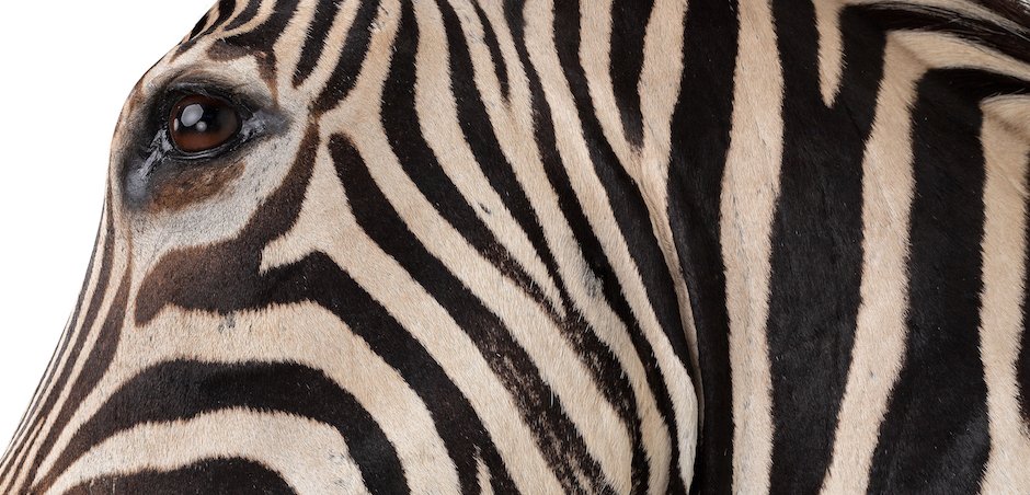 Голова зебры Burchellii Чучело таксидермия ZEBRA SHM RIGHT