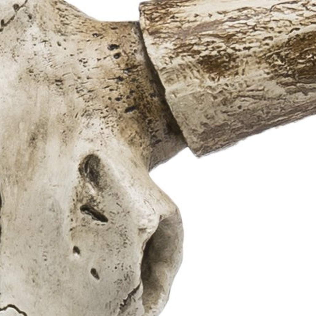Череп быка Bull Skull