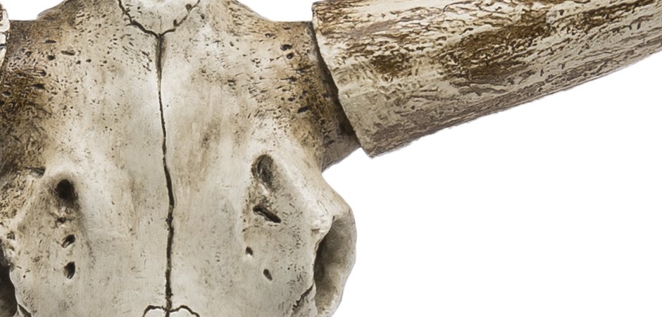 Череп быка Bull Skull