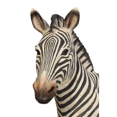 Банкетка в виде Зебры Zebra Seat